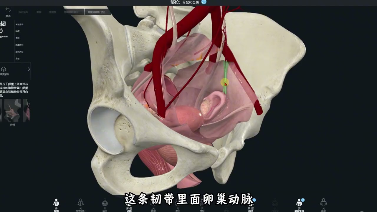 女性內生殖器 #解剖學 #醫學生 #子宮 #卵巢 #輸卵管 #婦科 #人體知識 #中醫 #康復 #婦產科