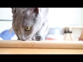 ASMR Cat モンプチ クリスピーキッス シーフードセレクト