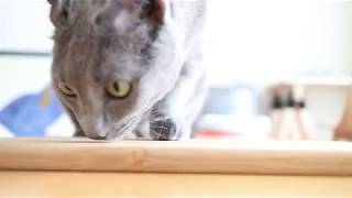 ASMR Cat モンプチ クリスピーキッス シーフードセレクト