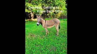 How Our Donkeys are Getting to Know Each Other