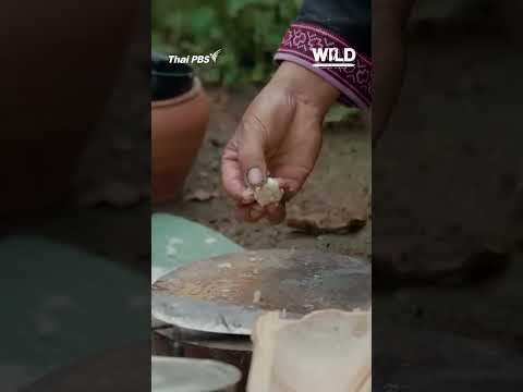 วิธีทำ ปลาส้ม แบบชาวม้ง #wildsurvival #shortsthaipbs #Shorts