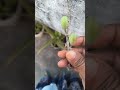 #Home gardening #alovera seed #beautiful green Seed #