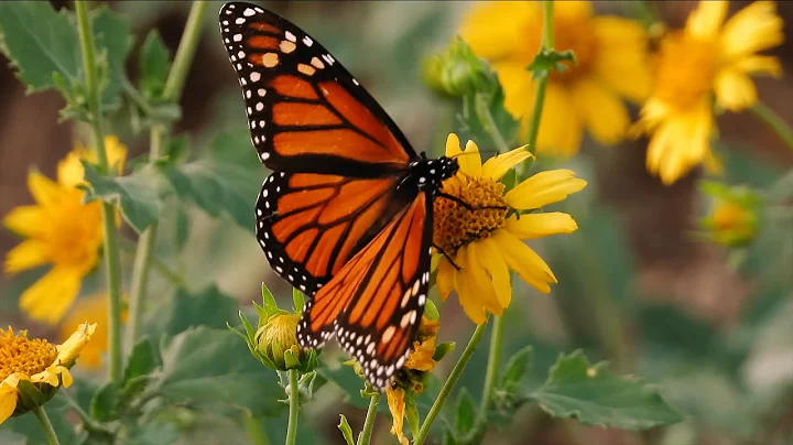 Monarch Butterflies (Texas Country Reporter)
