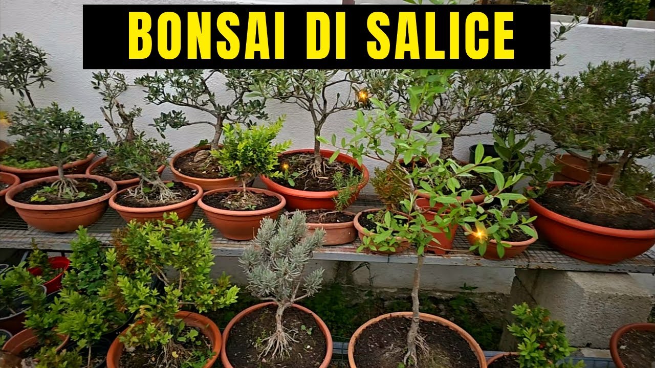Bonsai Di Salice