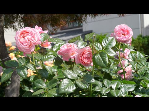 요리유튜버가 1년동안 정원을 가꾸어 보았다
