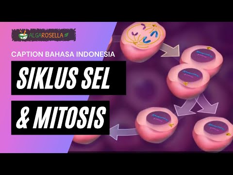 Video: Perpanjangan Selama Segmentasi Menunjukkan Variabilitas Aksial, Laju Mitosis Rendah, Dan Domain Siklus Sel Tersinkronisasi Dalam Krustasea, Thamnocephalus Platyurus