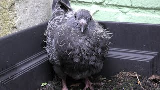 The Daily Life of a Baby Pigeon, DAY 4 - Going out at night