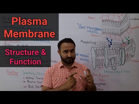 Plasma Membrane | Fluid Mosaic Model | Selectively Permeable Membrane | Class 12 Biology