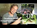 Zucht Corydoras sterbai - Orangeflossenpanzerwels
