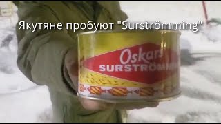 Якутяне пробуют Шведский деликатес surströming