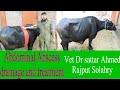 huge abscess on abdomin of Buffalo, treatment and drainage by Vet. M Sattar Ahmed Rajput