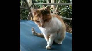 Mary enjoying lunch (17yo tortoise shell and white shorthaired cat) by Christie C 420 views 12 years ago 3 minutes, 37 seconds
