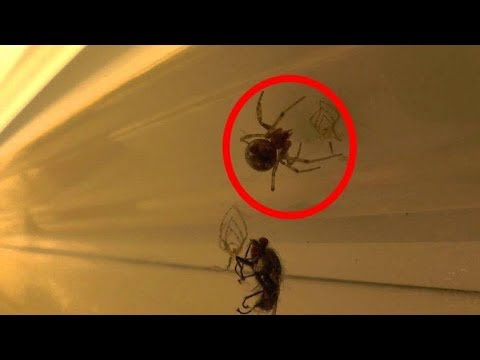 Почему нельзя убивать домашних пауков?