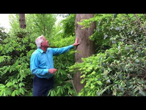 Video: Cypress Euphorbia (20 Foto): Përdorimi I Euforbisë Së Selvi Në Hartimin, Mbjelljen Dhe Kujdesin E Peizazhit