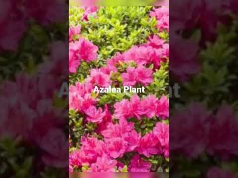 Βίντεο: Αζαλέα θάμνοι και σήψη ρίζας φυτόφθορα