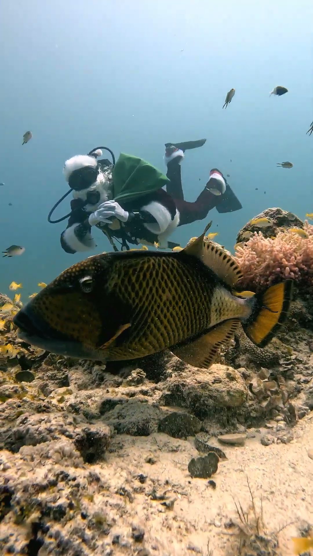 Santa And The Trigger Fish || ViralHog