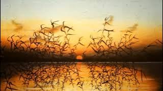 ALLAN MAC KAY   HELP ME, STAY