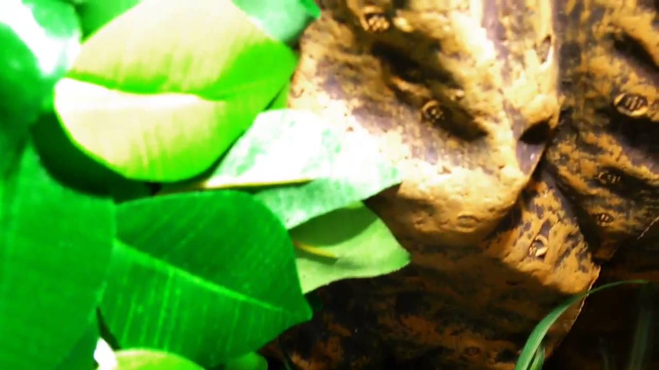 japanese pancake My tree frog vivarium !