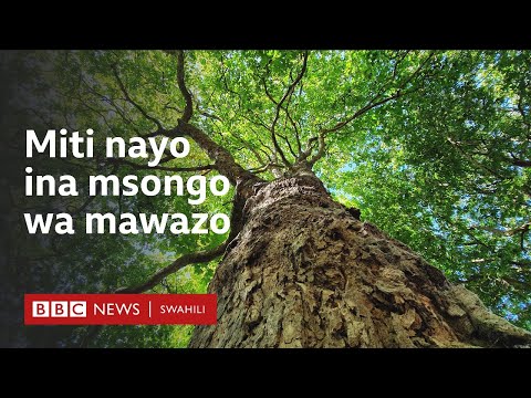 Je Miti Ina Kumbukumbu