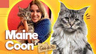 Maine Coon  O gato gigante | Guia de Pets