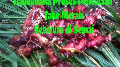 Bagaimana Proses Pencucian Jahe Merah Sebelum di Semai?