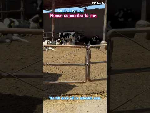 گاوداری ۱۳۰ راس دوشا مجتمع دامپروری دامگستر