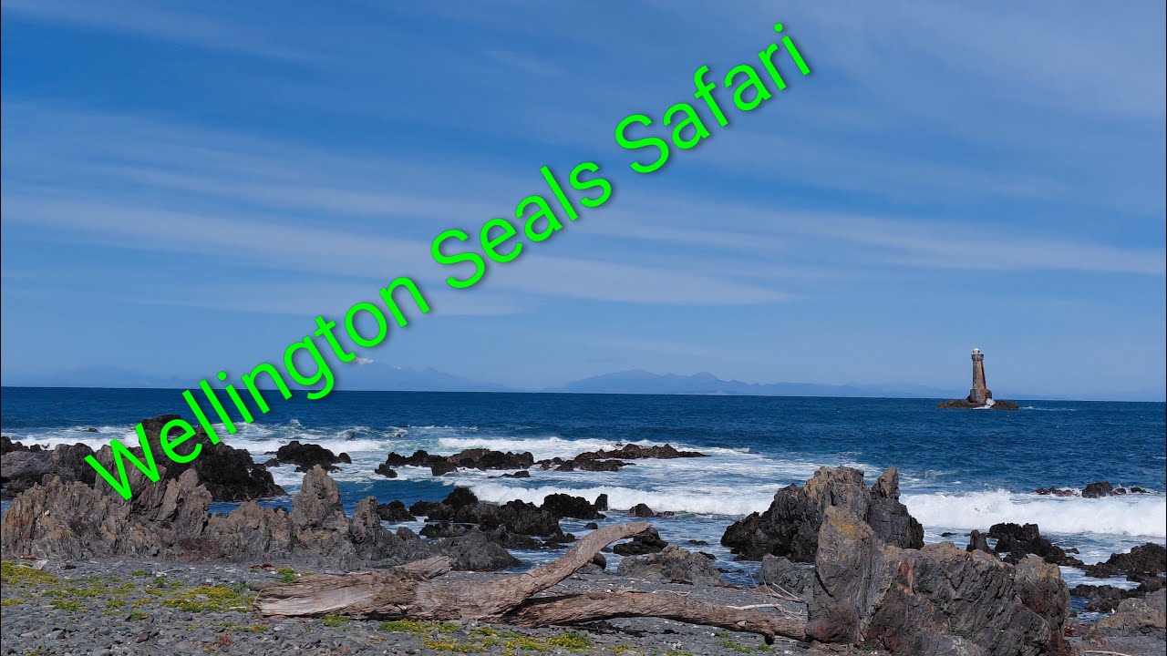 Wellington New Zealand Seal safari.