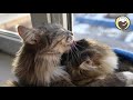 Calming Music for Cats (with cat purring sounds) - Anxiety Relief &amp; Relaxation