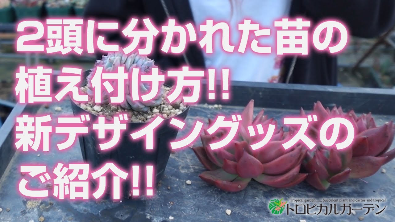 2024.01.15【多肉植物】2頭に分かれた苗の植え付け方!!新デザイン