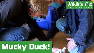 Unimpressed mother duck leaves rescuers a rather smelly present!