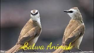 Burung Trucuk Juara // Suara Burung Trucuk GAcor Garuda MP3 Download // Masteran Burung Trucuk