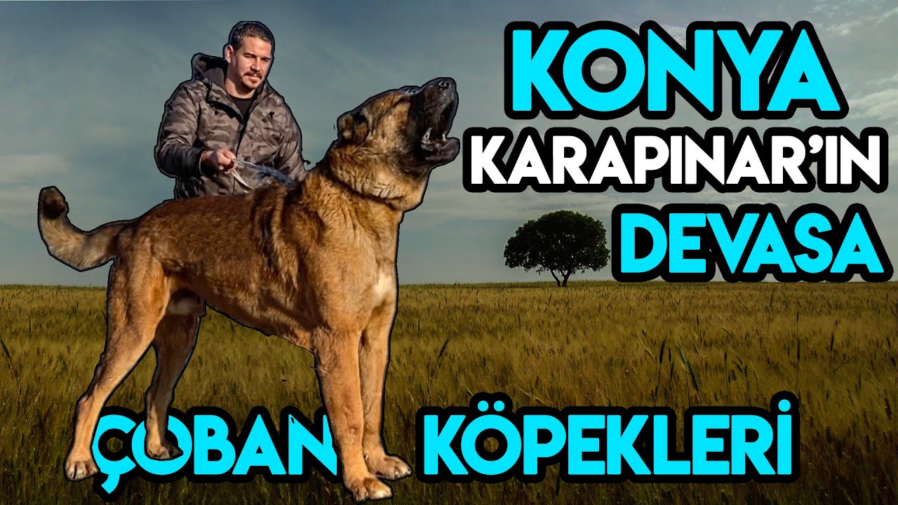 VAY CANINA ! BU NASIL KÖPEK ? GÖRENİ ŞOKA SOKUYOR ! @Orhun Topkaya