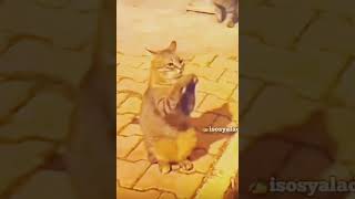 Muharrem İnce Dansı , Kedi Versiyonu. Arabada Gaz Pedal.