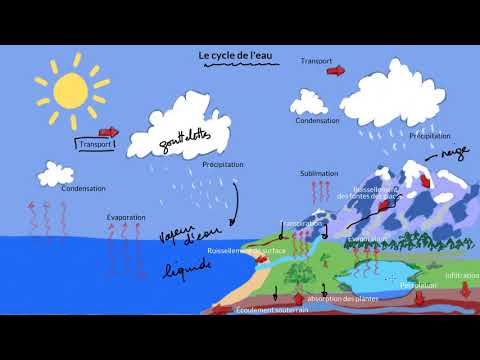 Vidéo: Qu'est-ce que la transpiration dans le cycle de l'eau ?