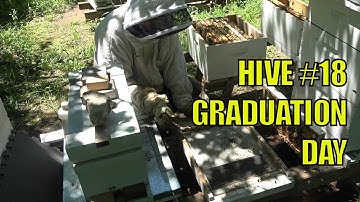 Beekeeping: Hive #18 Five Frame NUC Split Graduation to Ten Frame Deep Brood Box