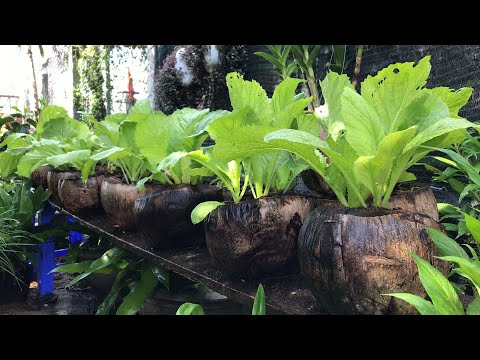 Video: Epiphyllum Cactus Seed Info - Tips til dyrkning af Epiphyllum frø