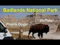 Badlands National Park - Free Camping with Bison and Prairie Dogs! | Van Life