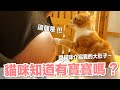 【好味小姐】貓咪跟大肚子相見歡！貓咪知道我懷孕嗎？｜好味貓日常EP79