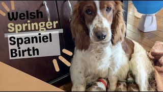 Our Welsh Springer Spaniel Giving Birth - Jia by Good Honest Living 1,235 views 8 months ago 8 minutes, 7 seconds