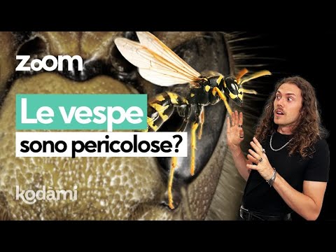 Video: I nidi di vespe sono motivo di preoccupazione