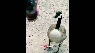 Birds, creatures and more 🪿🪿🪿 #indie #music #philly #ttv