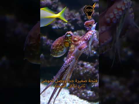الأخطبوط يهرب من الزنزانة أخطبوط حيوانات ذكية معلومات غريبة حقائق مخيفة مخلوقات عجيبة 