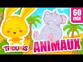 CHANSONS DES ANIMAUX | LES ELEPHANTS | TITOUNIS