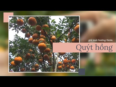 Video MIỀN TÂY TRONG TÔI | GIỮ MÃI HƯƠNG THƠM QUÝT HỒNG - youtube