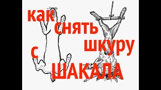 Как снять шкуру с шакала, волка, енотовидной собаки