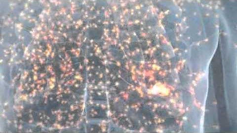 Positron Emission Tomography (PET) at the Helmholtz-Zentrum Dresden-Rossendorf