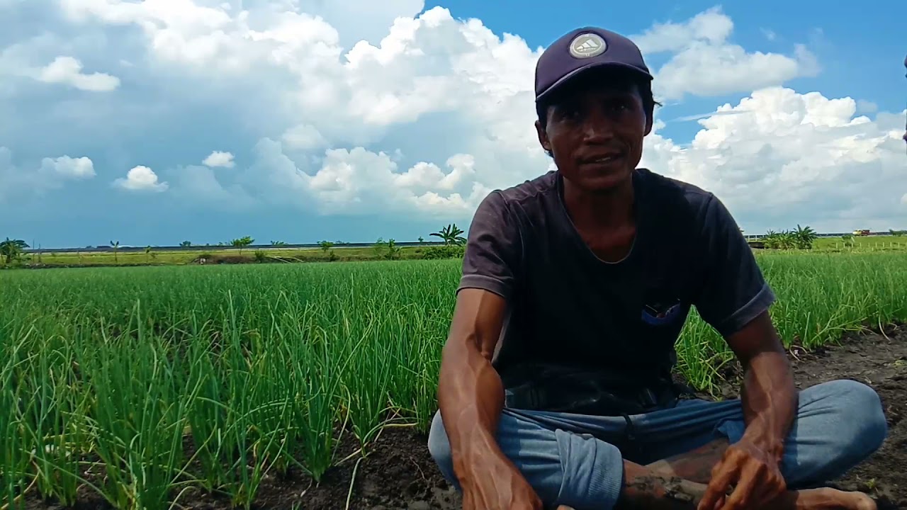 TANAM BAWANG MERAH DI MUSIM HUJAN,HARUS TAHU KAPAN MUPUK LAGI,KAPAN HARUS STOP