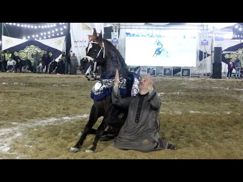 المعلم كرم سرحان و بيبرس الدبوس مهرجان البحيرة 2022 