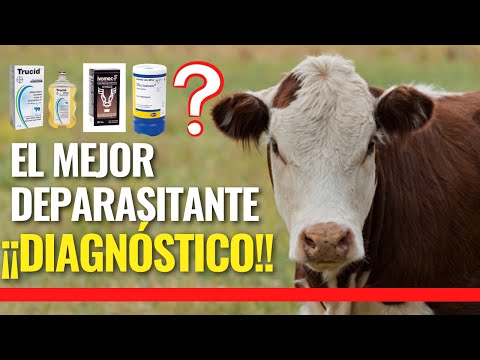 Video: ¿Eprinex es seguro para las vacas preñadas?
