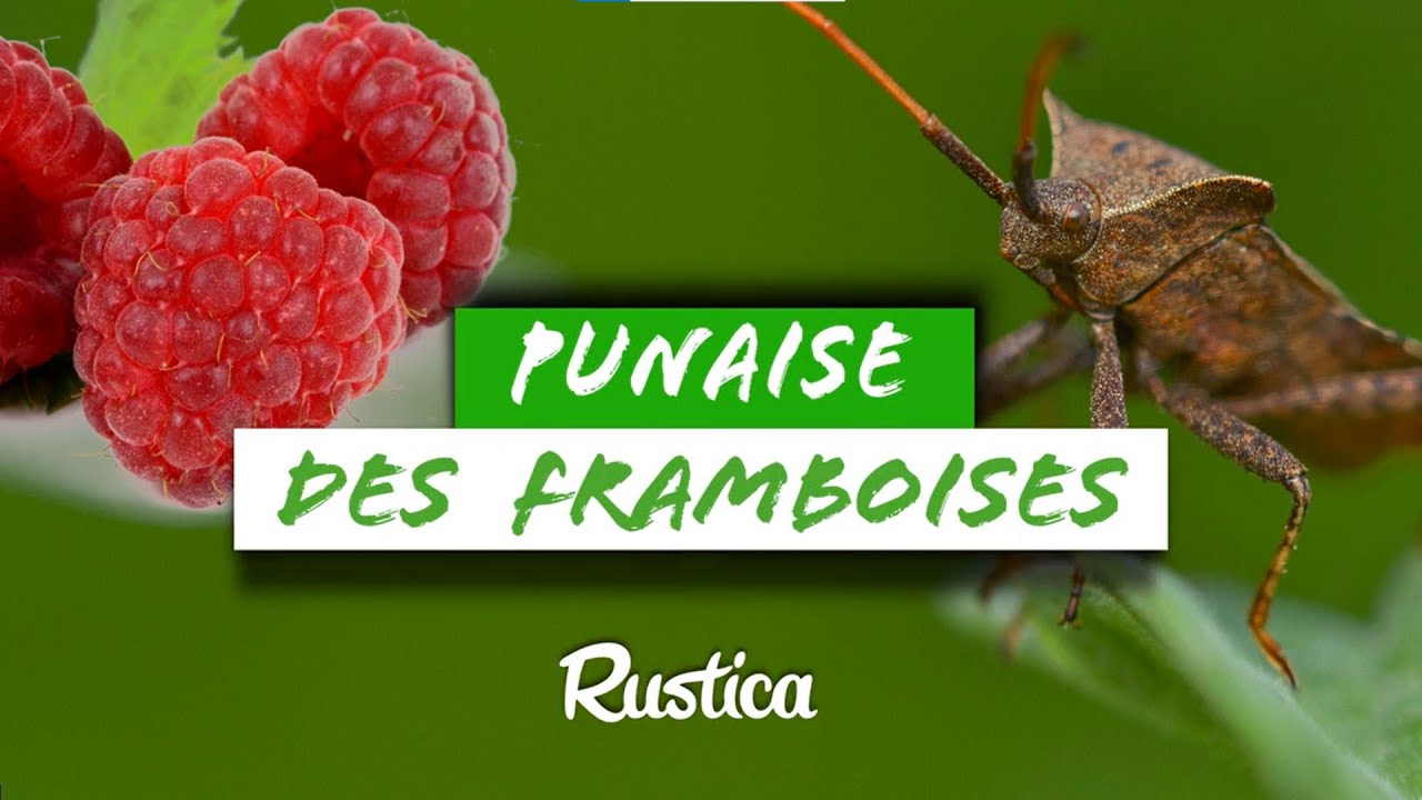 Framboisier attaqué par des PUNAISES 😨 YouTube — free download